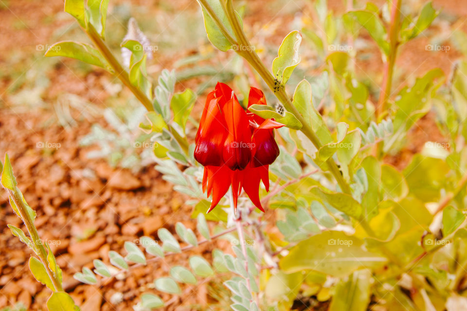 Close up of Sturt Desert Pea, wildflowers in the Pilbara 