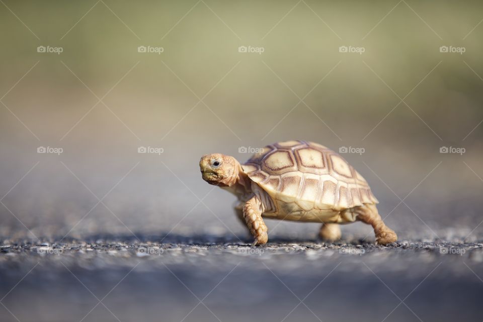 Little sulcata tortoise!!! Because even the slow ones win races! 
