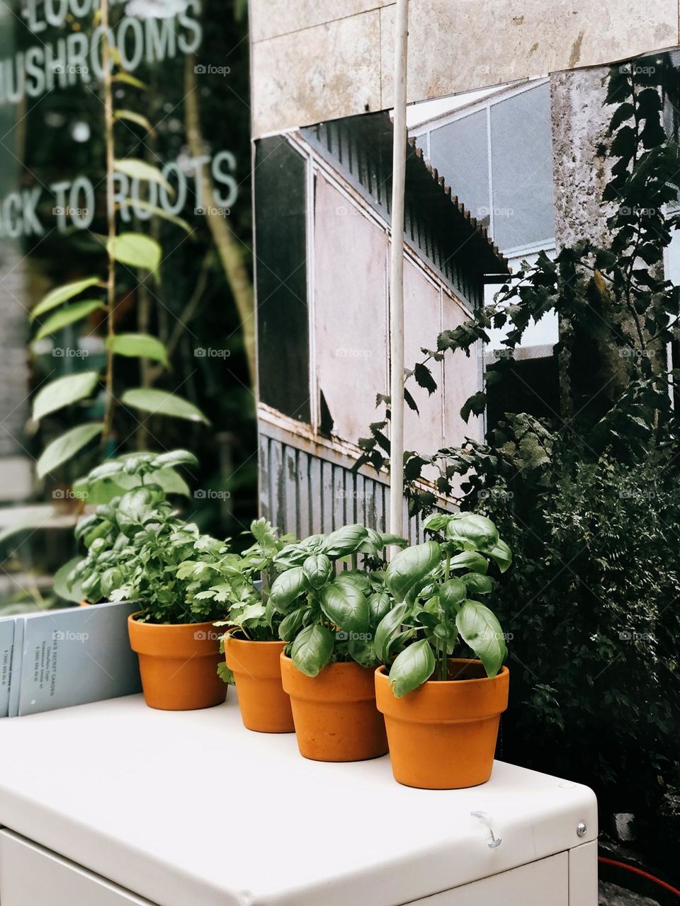 Green plants in clay pots in street