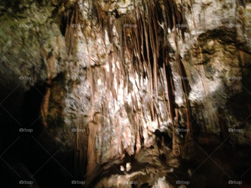 View of Spanish moss