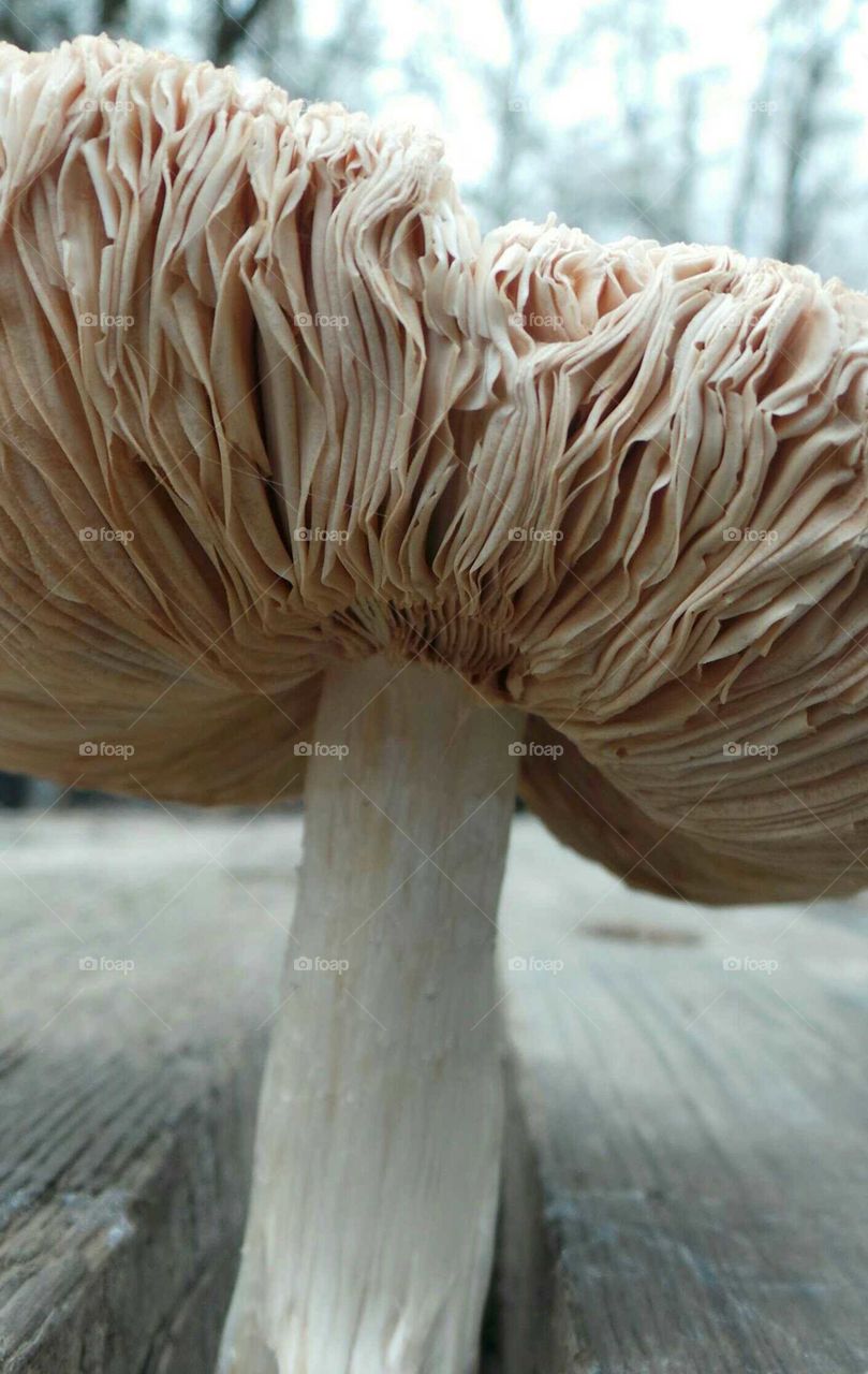 Low angle view of mushroom