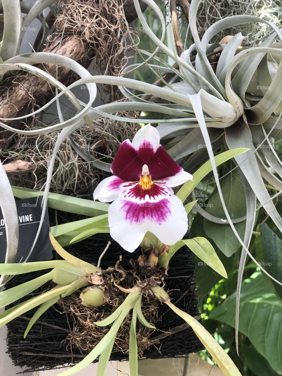 Orchid in garden among other plants