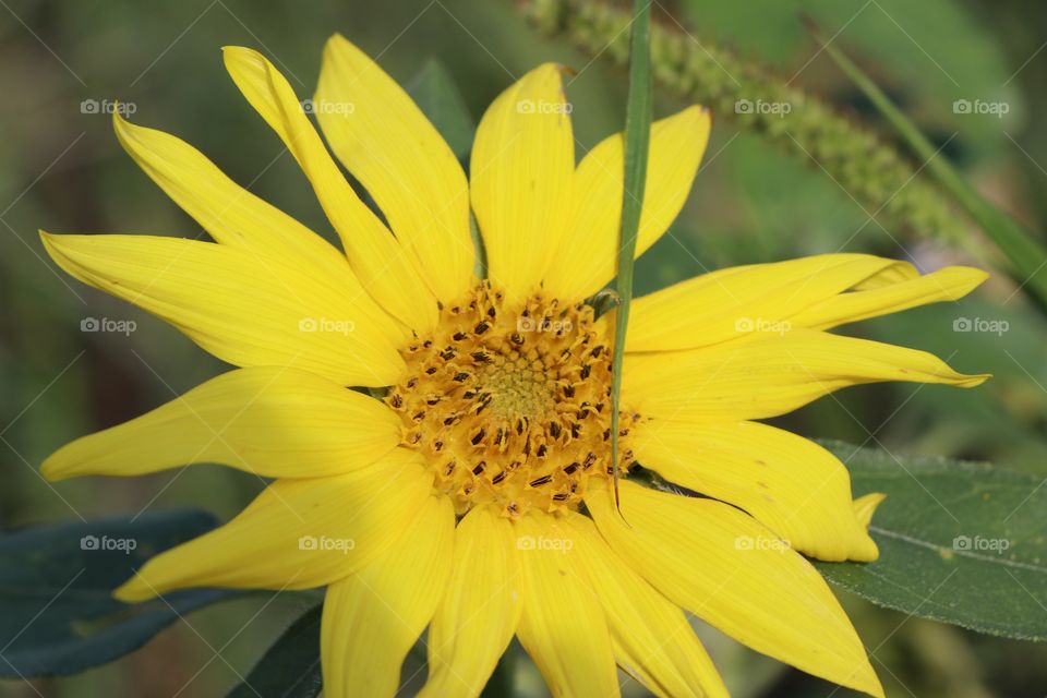 Baby sunflower