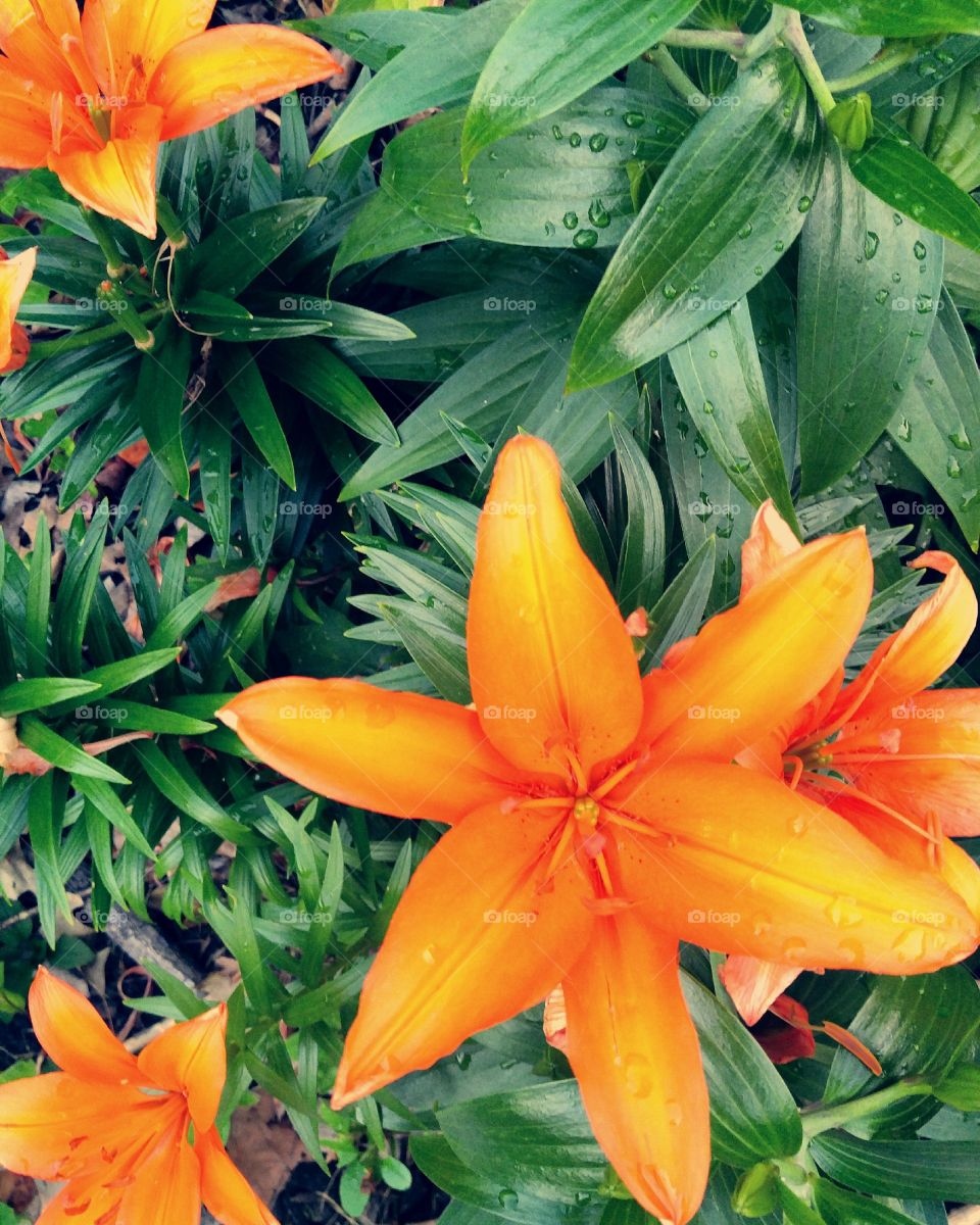 Pretty orange lilies