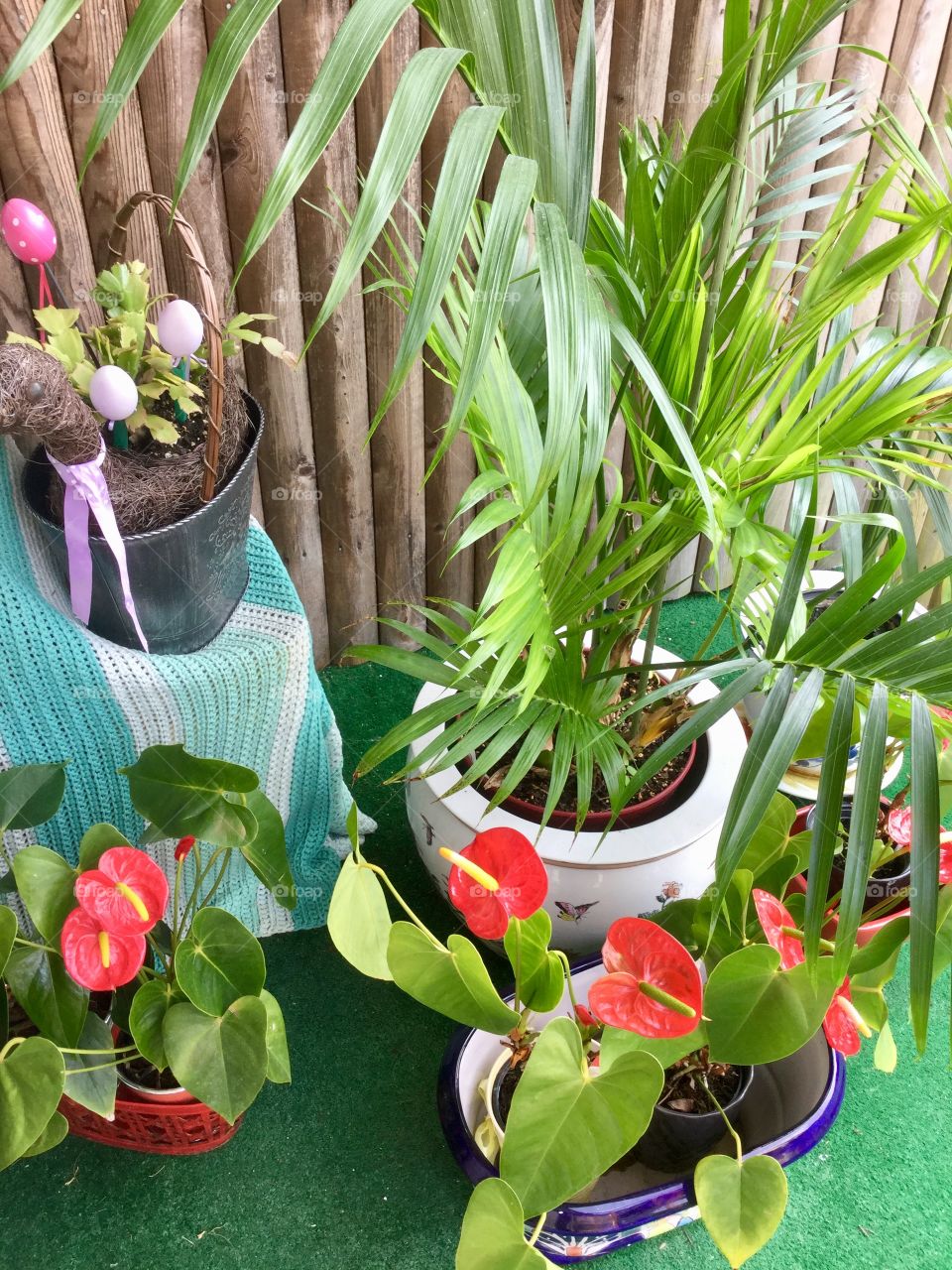  assorted flowers and plants 