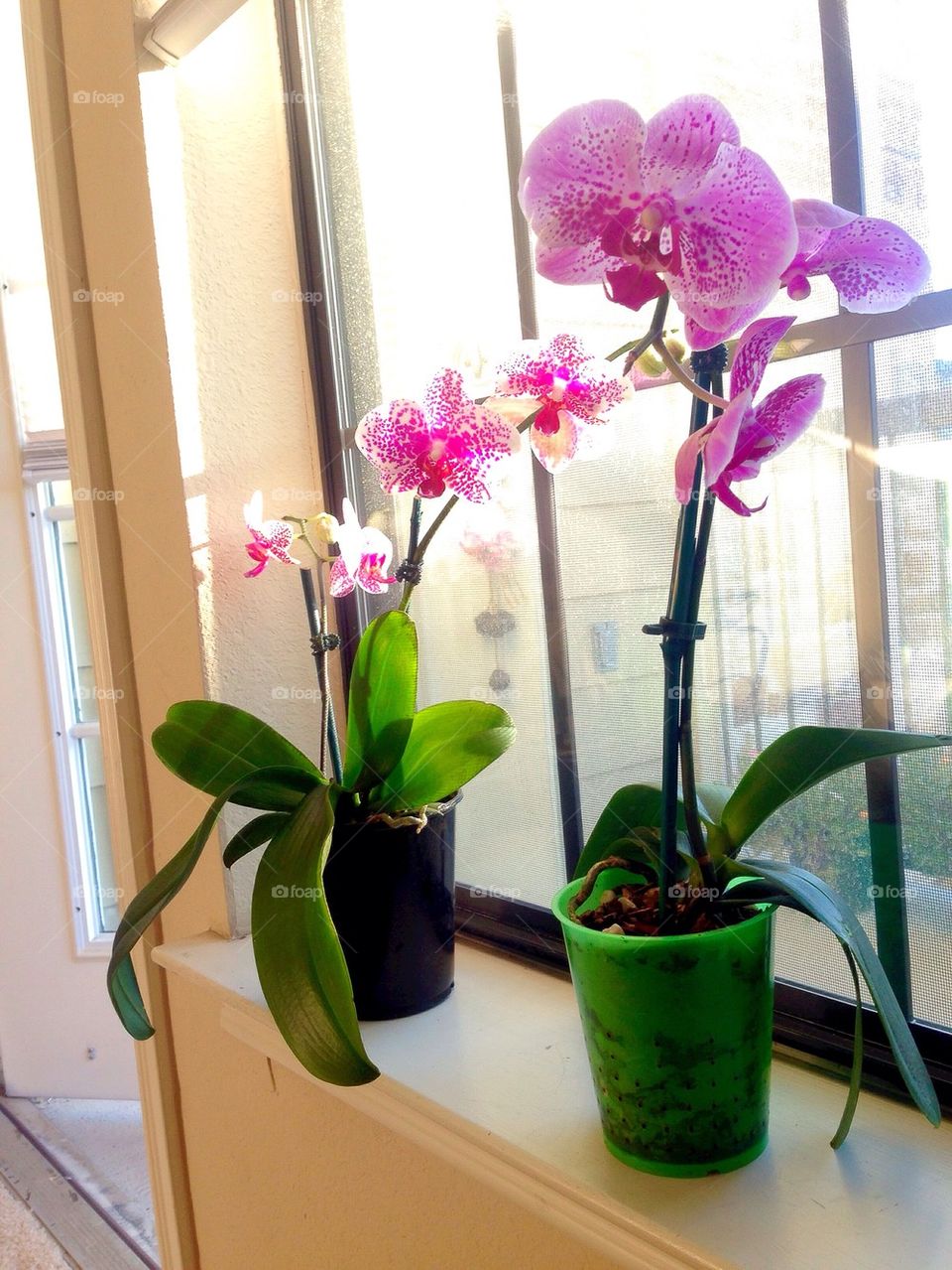 window orchids 