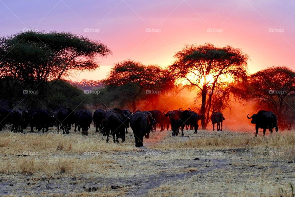 group of African elephant grazing in the cool of the evening