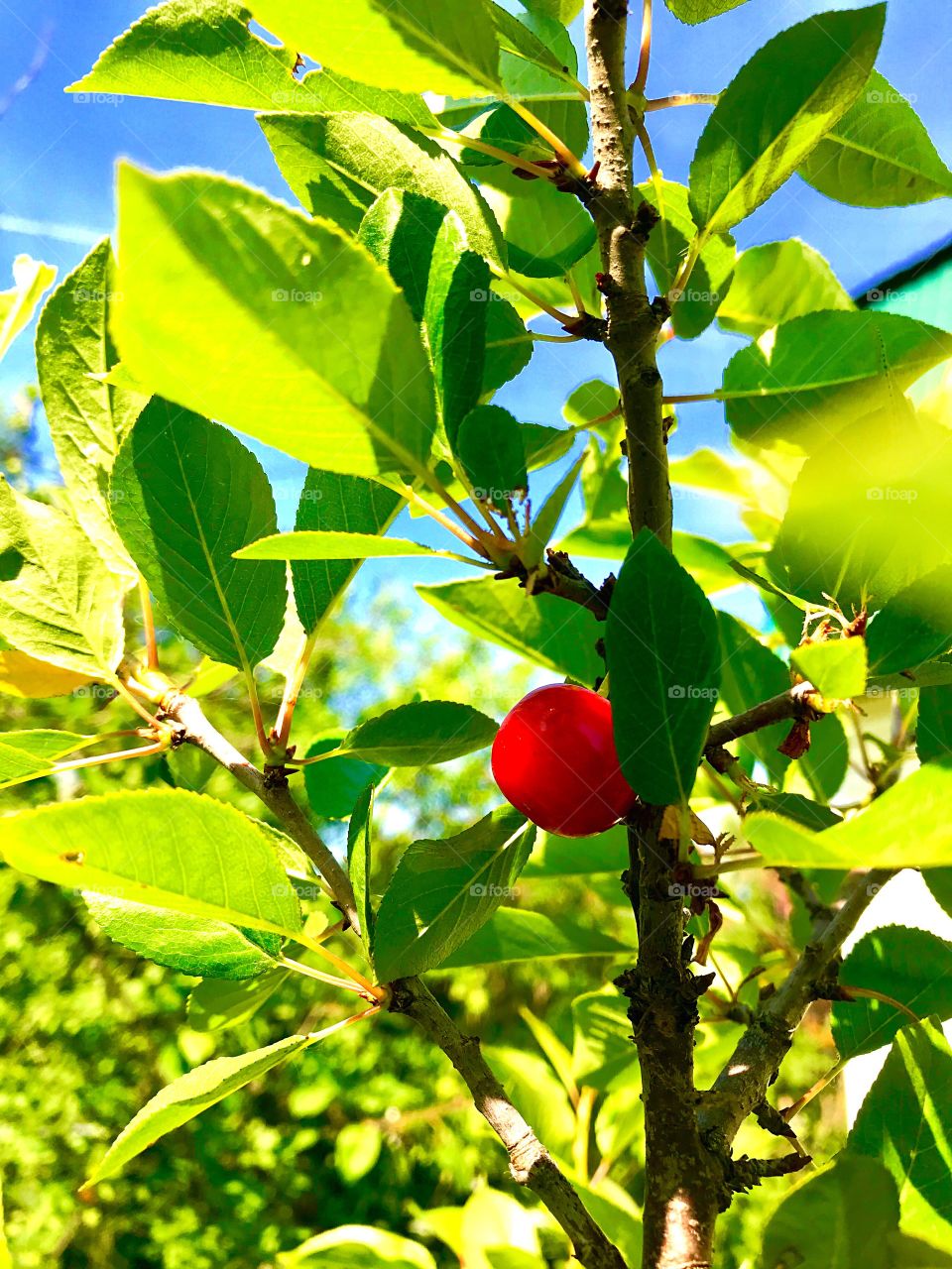 cherry berry on a branch