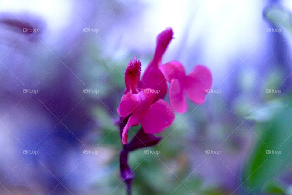 Gorgeous Pink Flower