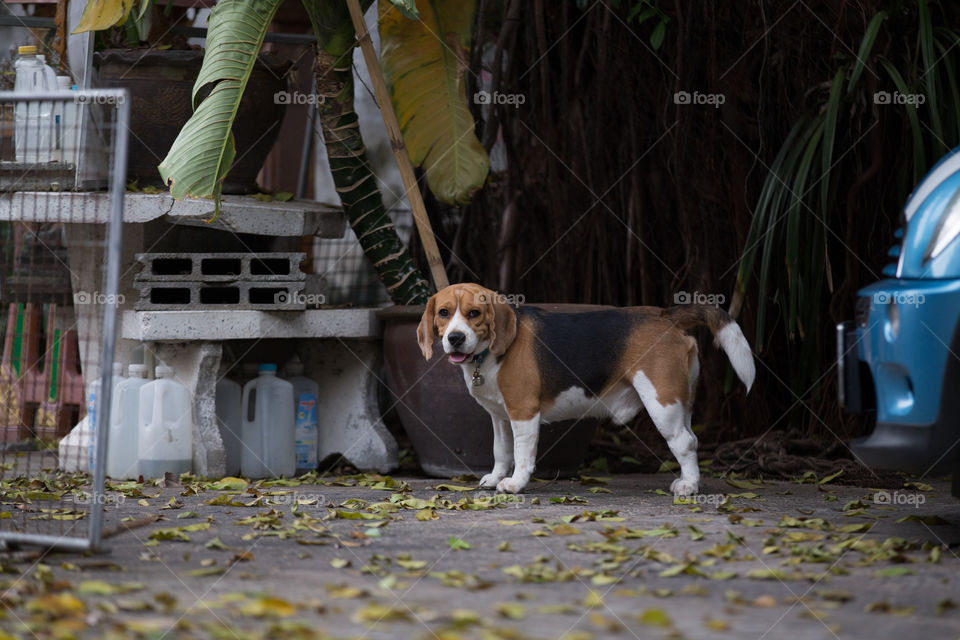 Beagle dog 