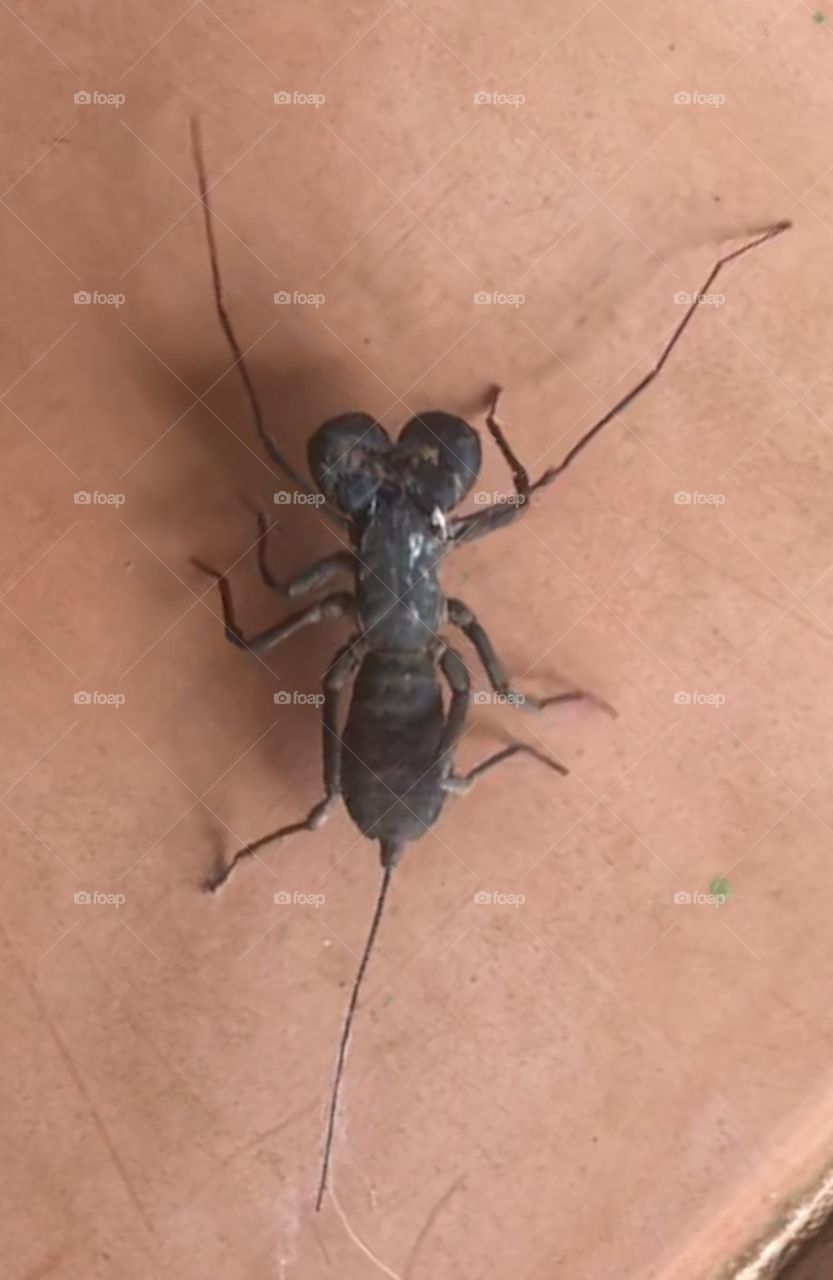 Whipscorpion or Vinegaroon! Whatever it is, it freaked me out, until I discovered it is not venomous and actually eats cockroaches, now I like him! 