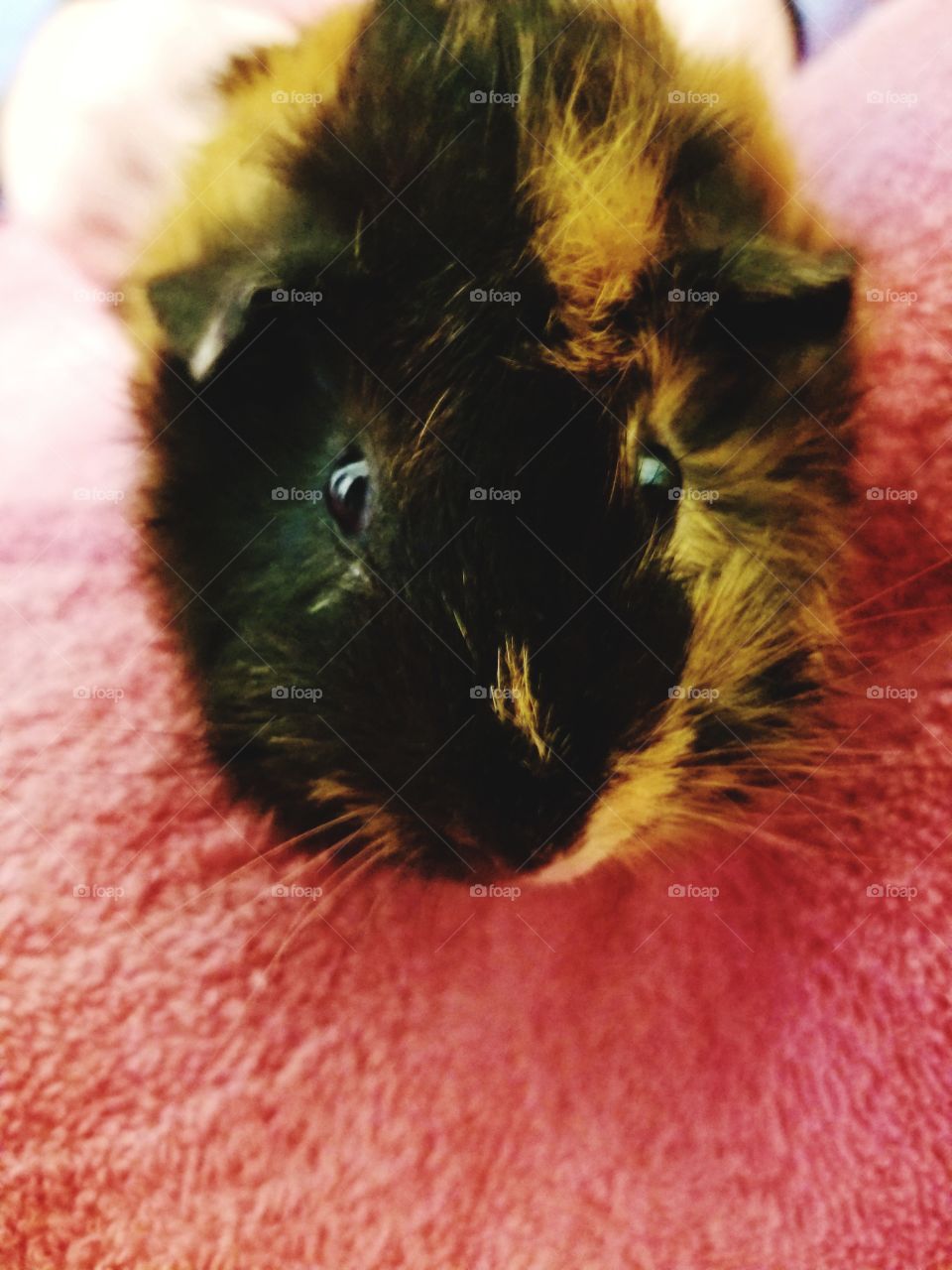 Guinea pig