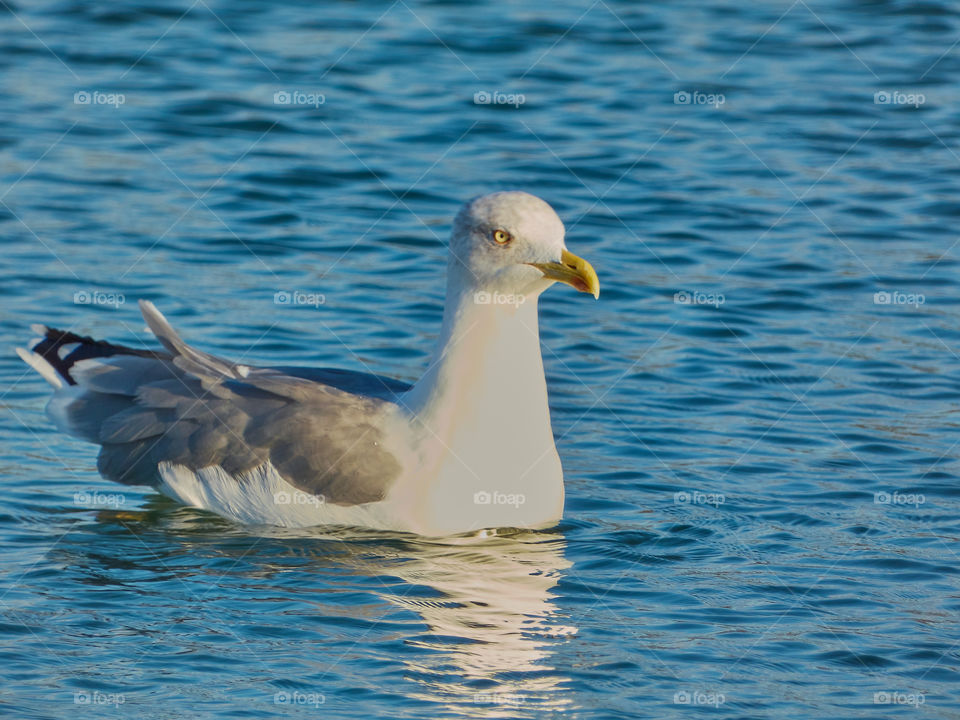 Pájaro llamado gaviota, captado en el mar donde apreciamos su belleza con la luz del atardecer