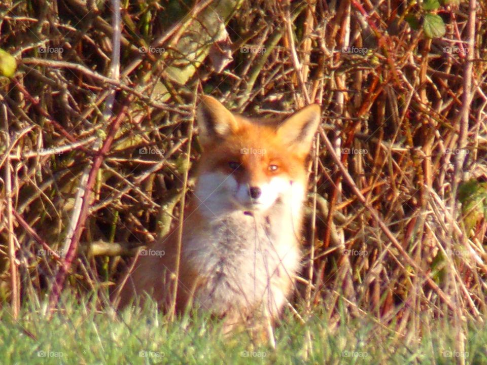 Ein Fuchs genießt die Sonne auf der Wiese