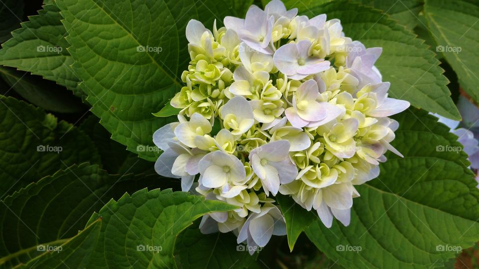 Plantinhas, o verde vivo das folhas e um novo buquê.