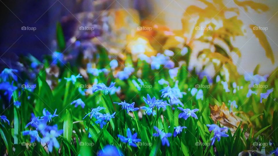 Nature, Flower, Easter, Grass, No Person