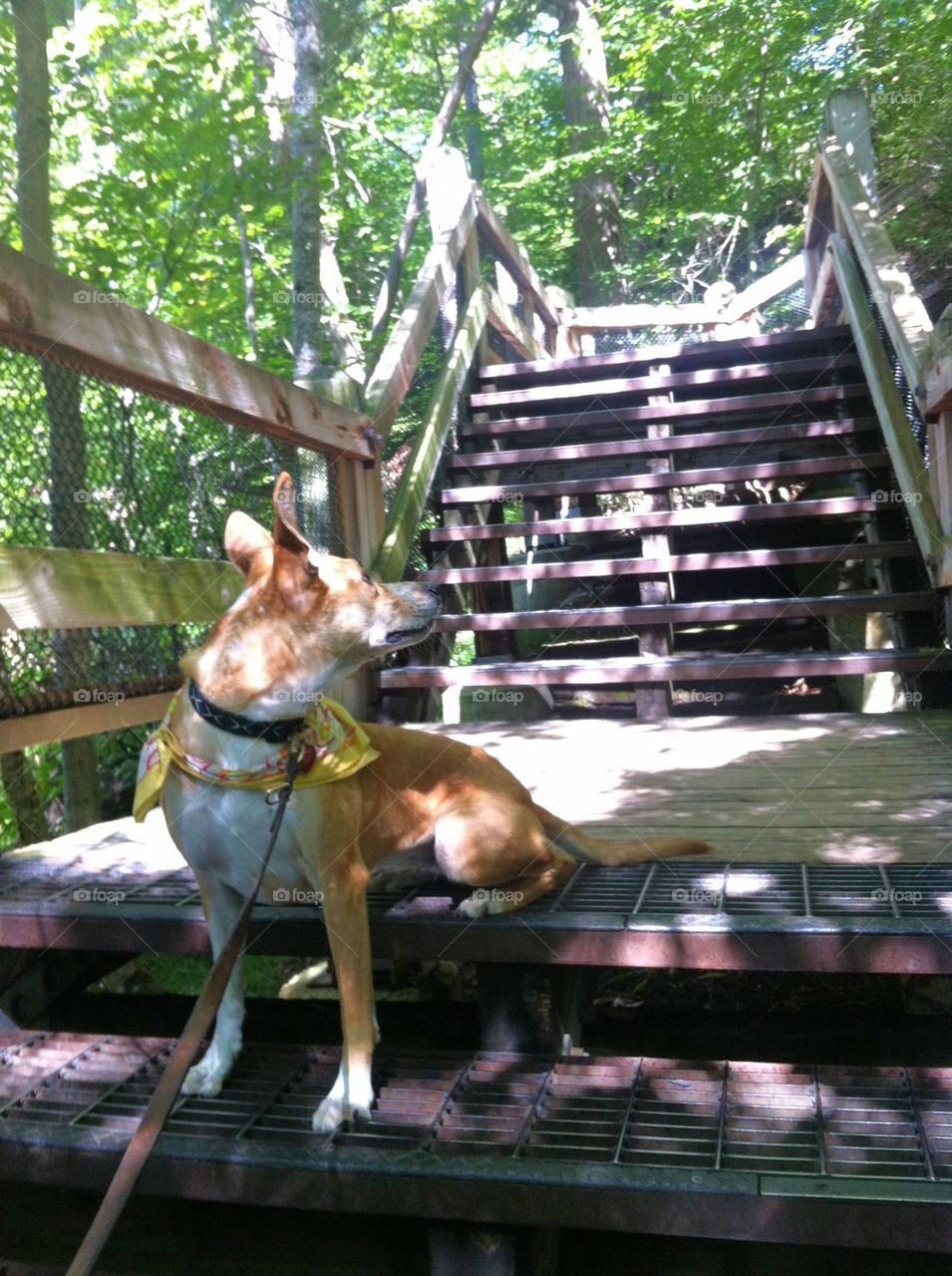 Dog takes a rest from a long flight of stairs