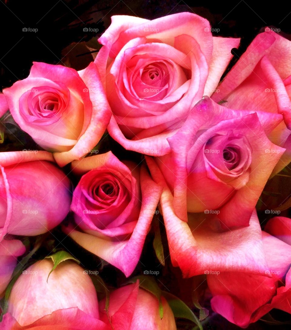 Rainbow roses. Rainbow roses
