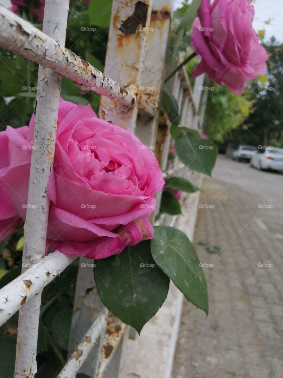 pink rose flowers behind a rusty white metal grille