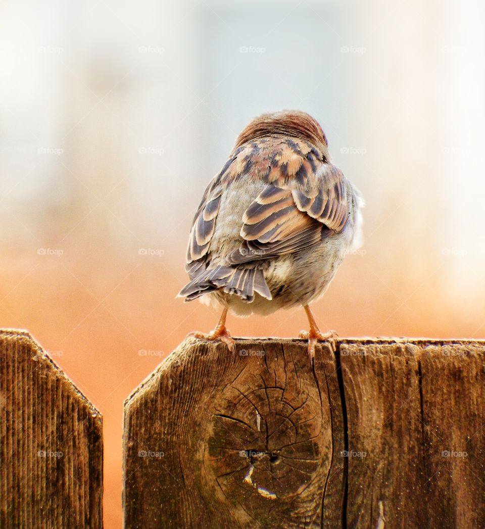 fat round little sparrow with stick legs perched on a wooden fence. brown and golden tones.
