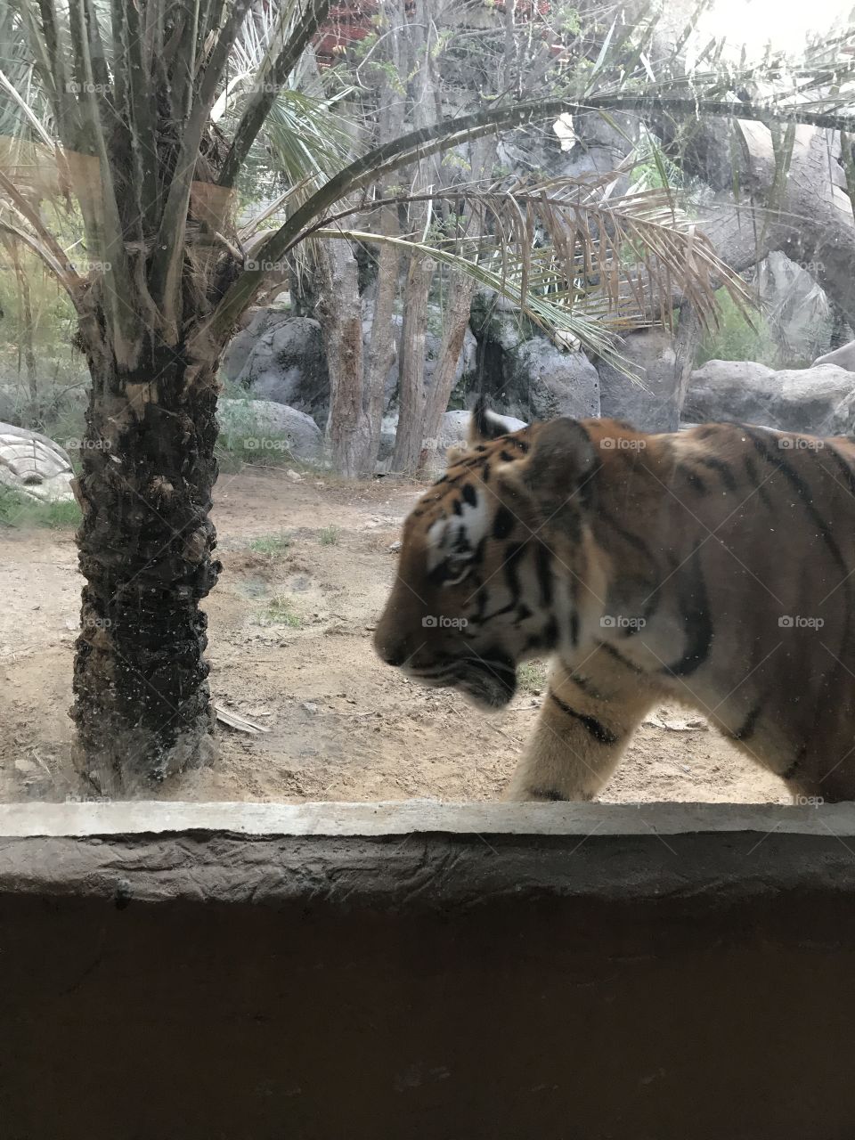 tiger