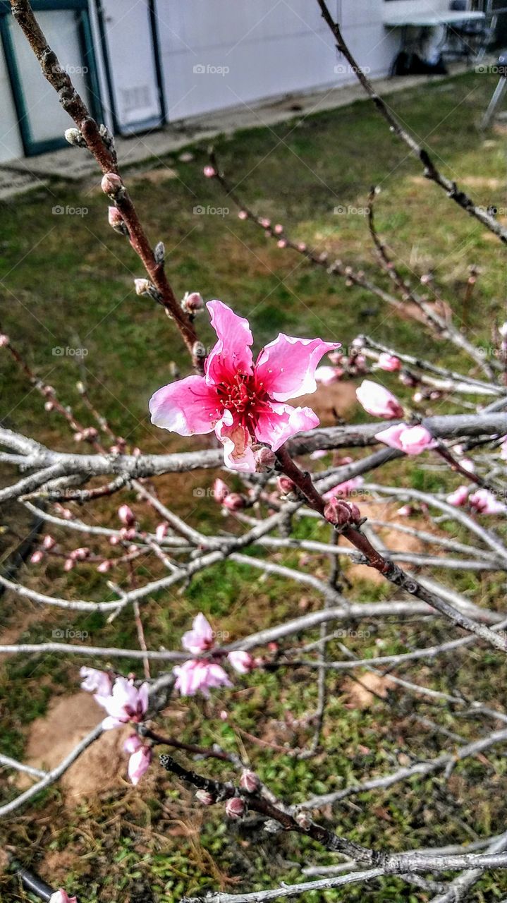 Peach tree flowers