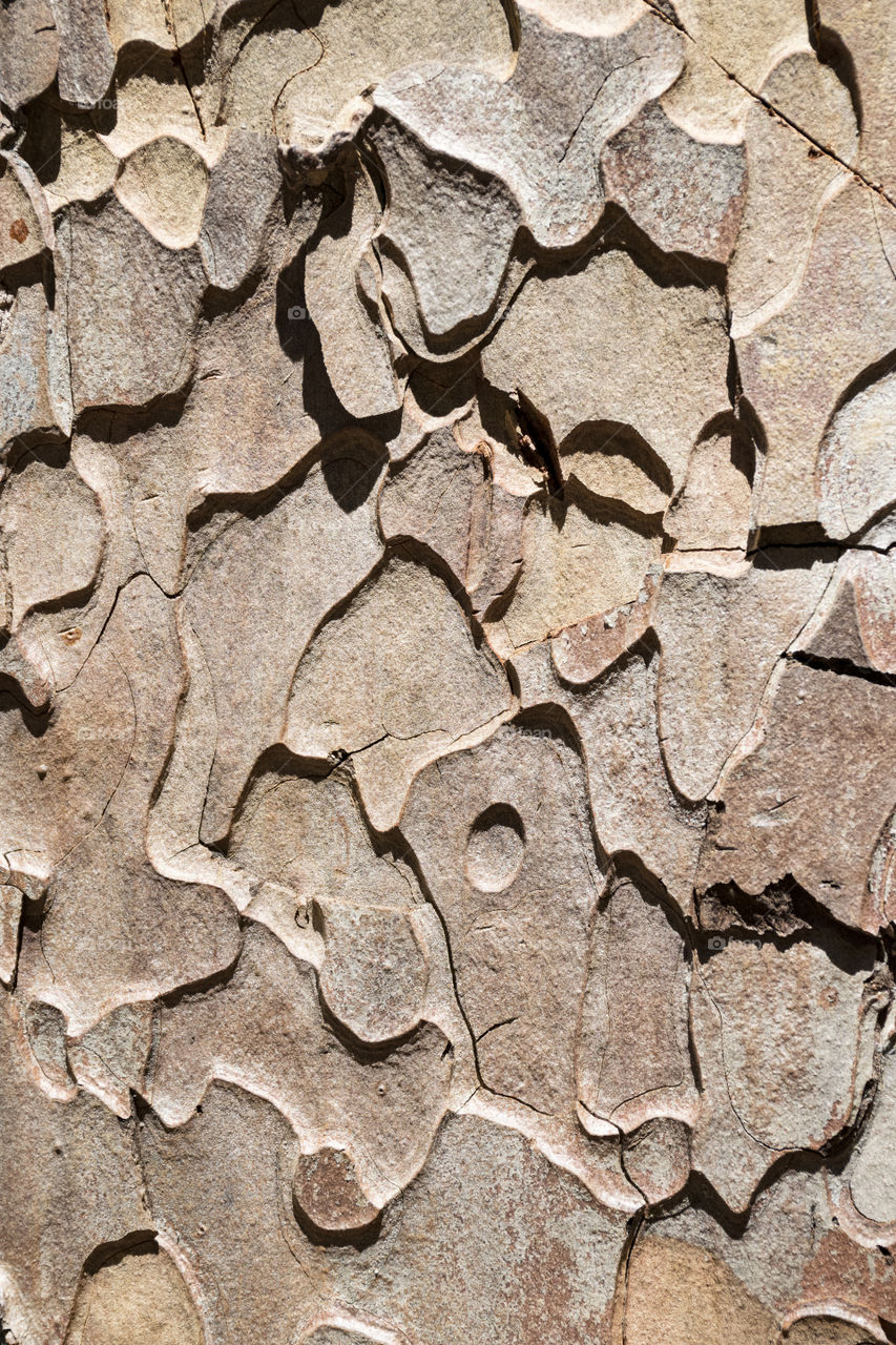 tree bark