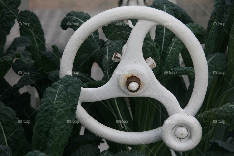 Flowers, foliage, wheel, green 