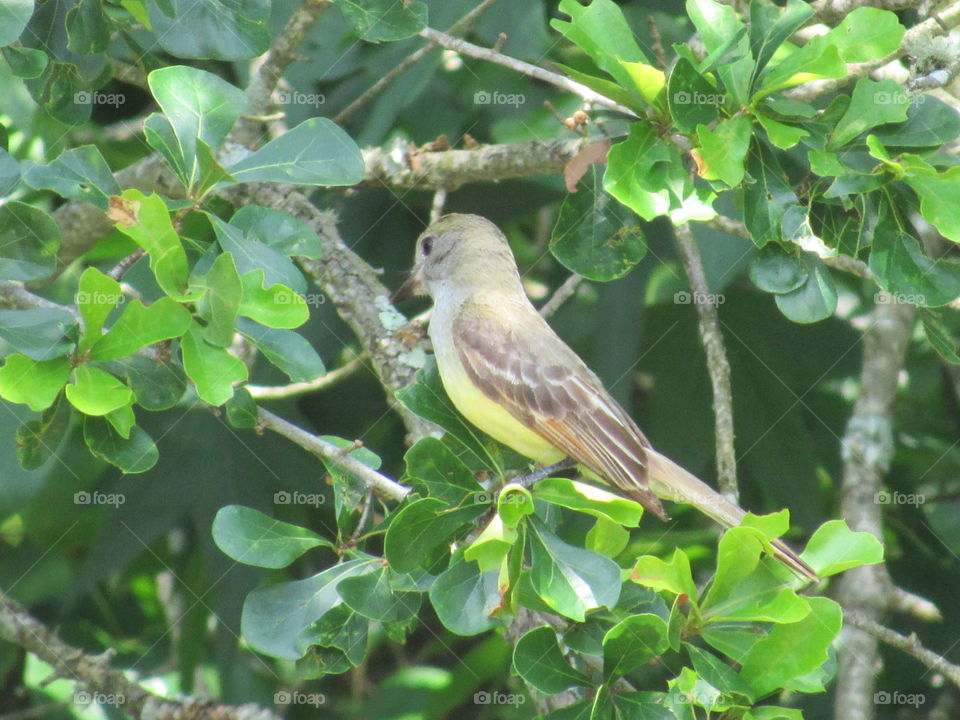 Nature, Bird, Tree, Wild, Outdoors
