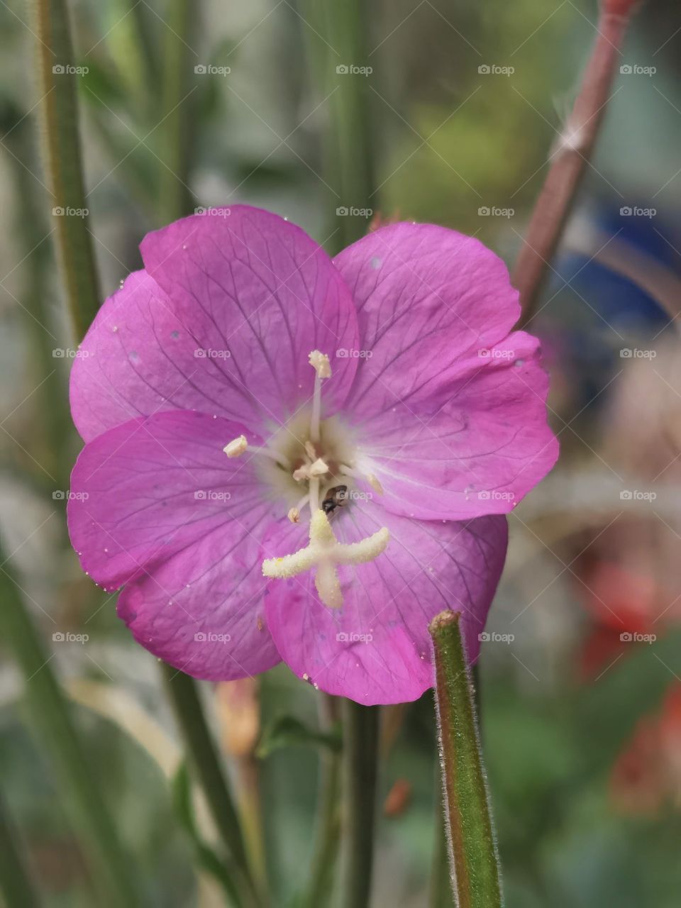 purple flower head with bug