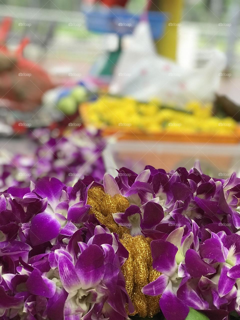 Purple colour flowers 