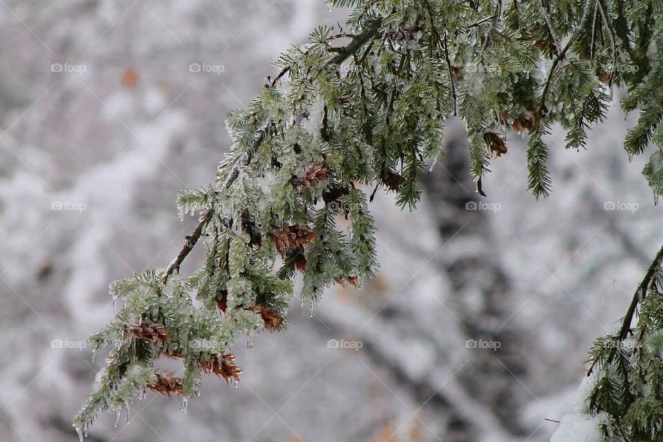 Pinetree in ice