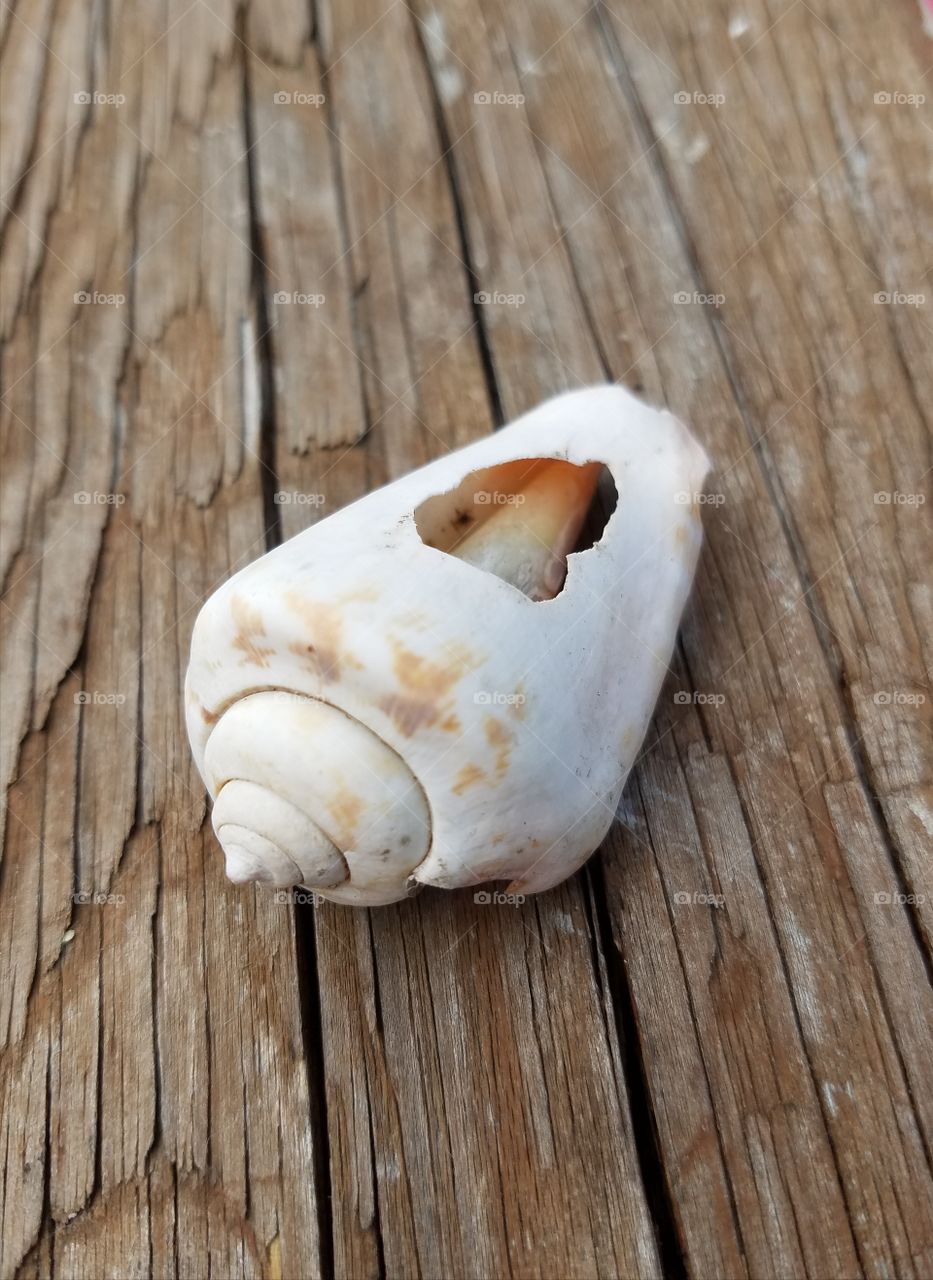 Sally 's seashell