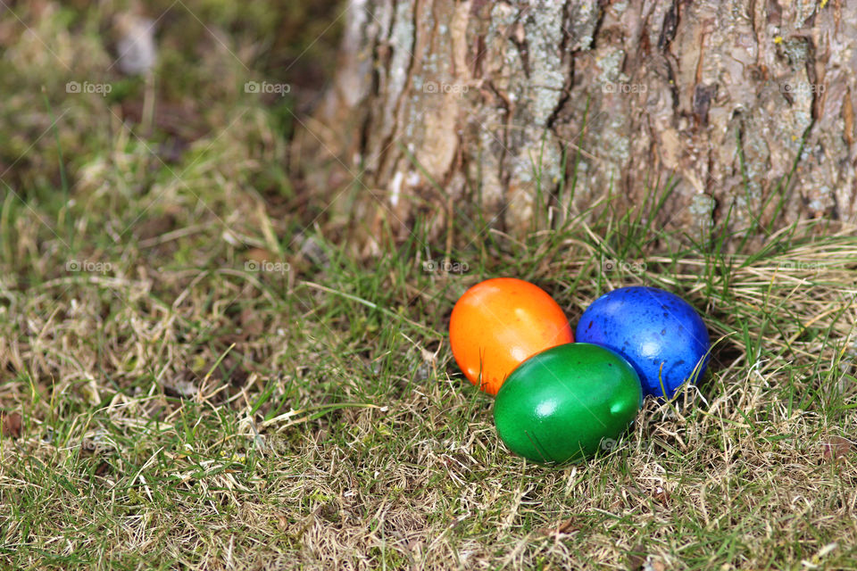 easter eggs under a tree
