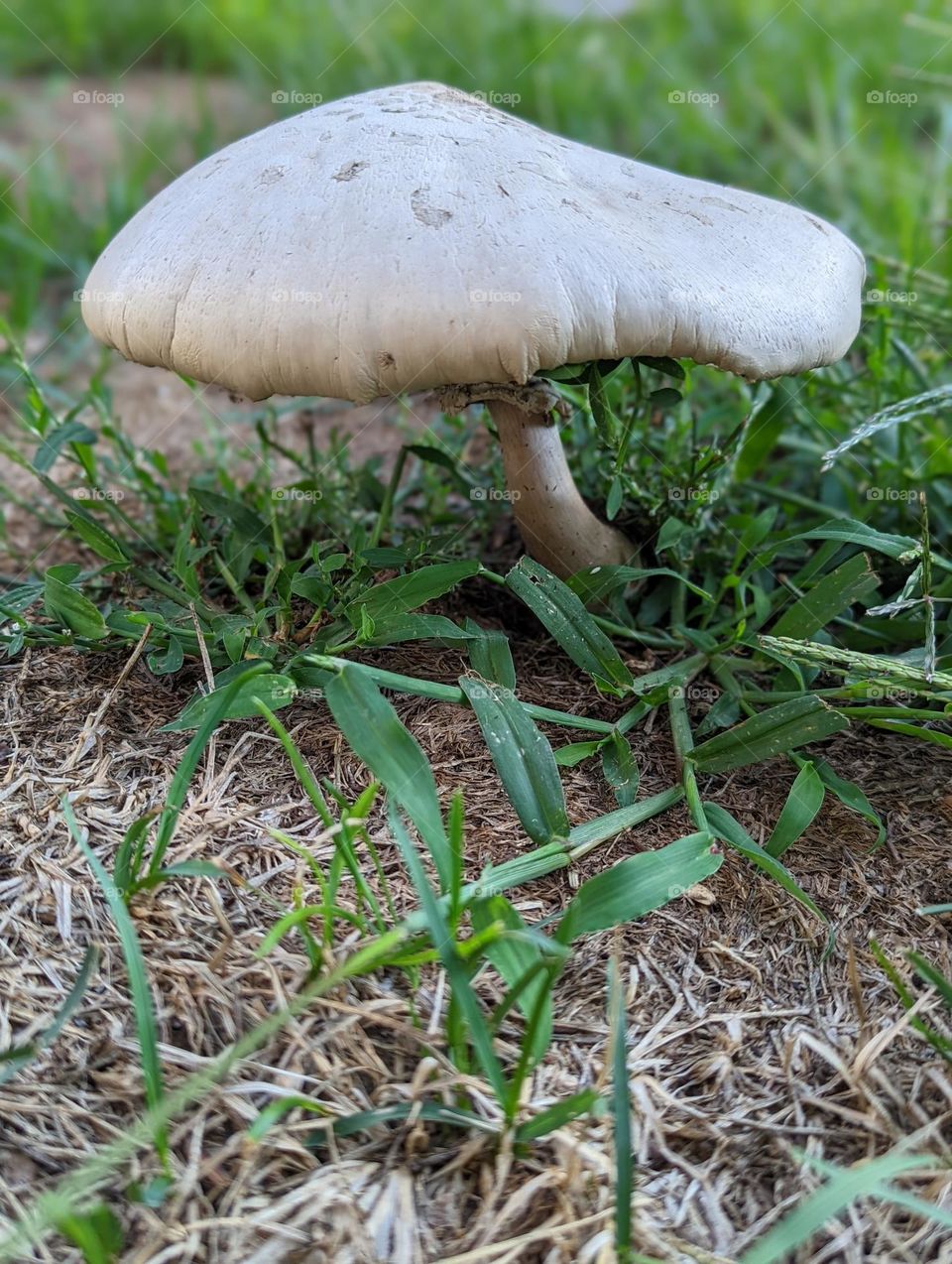 giant mushroom