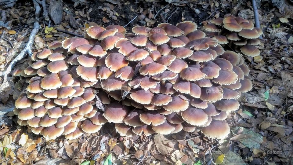 Fungal gathering