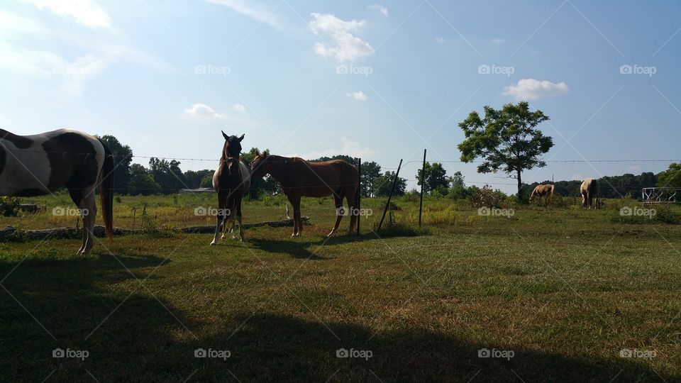 Mammal, Cavalry, Livestock, No Person, Farm