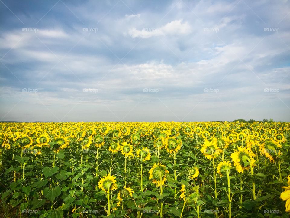 Field of sunflowers with dark storm clouds on the sky