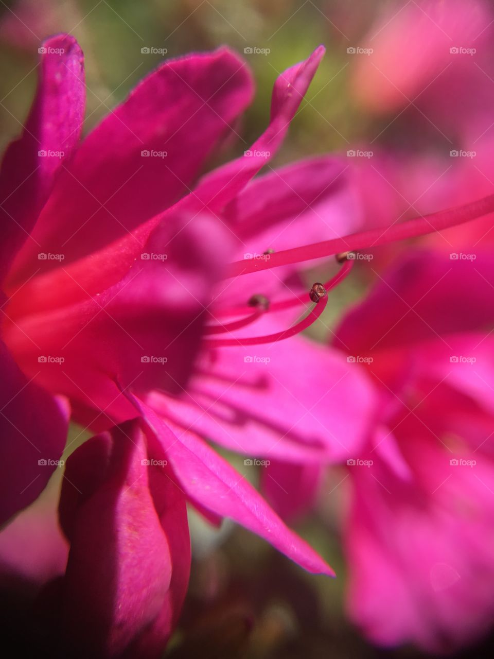 Azalea closeup 