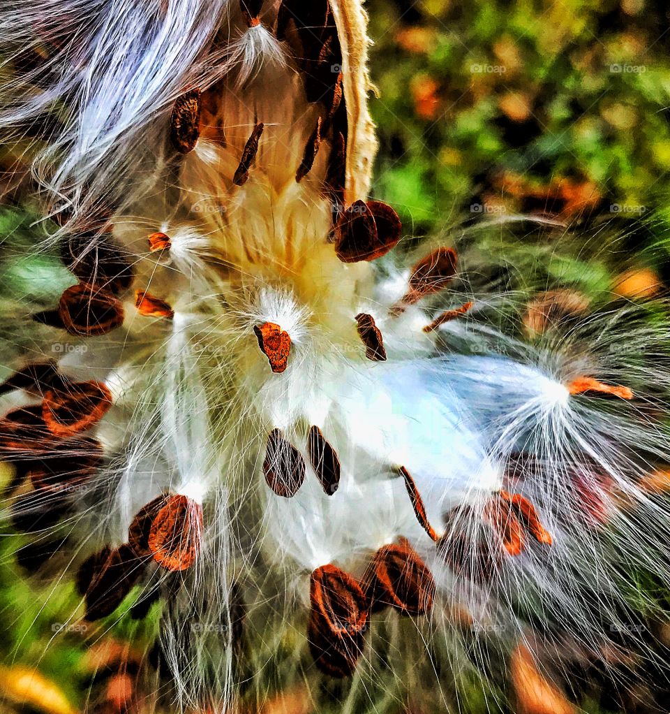 Milkweed seeds