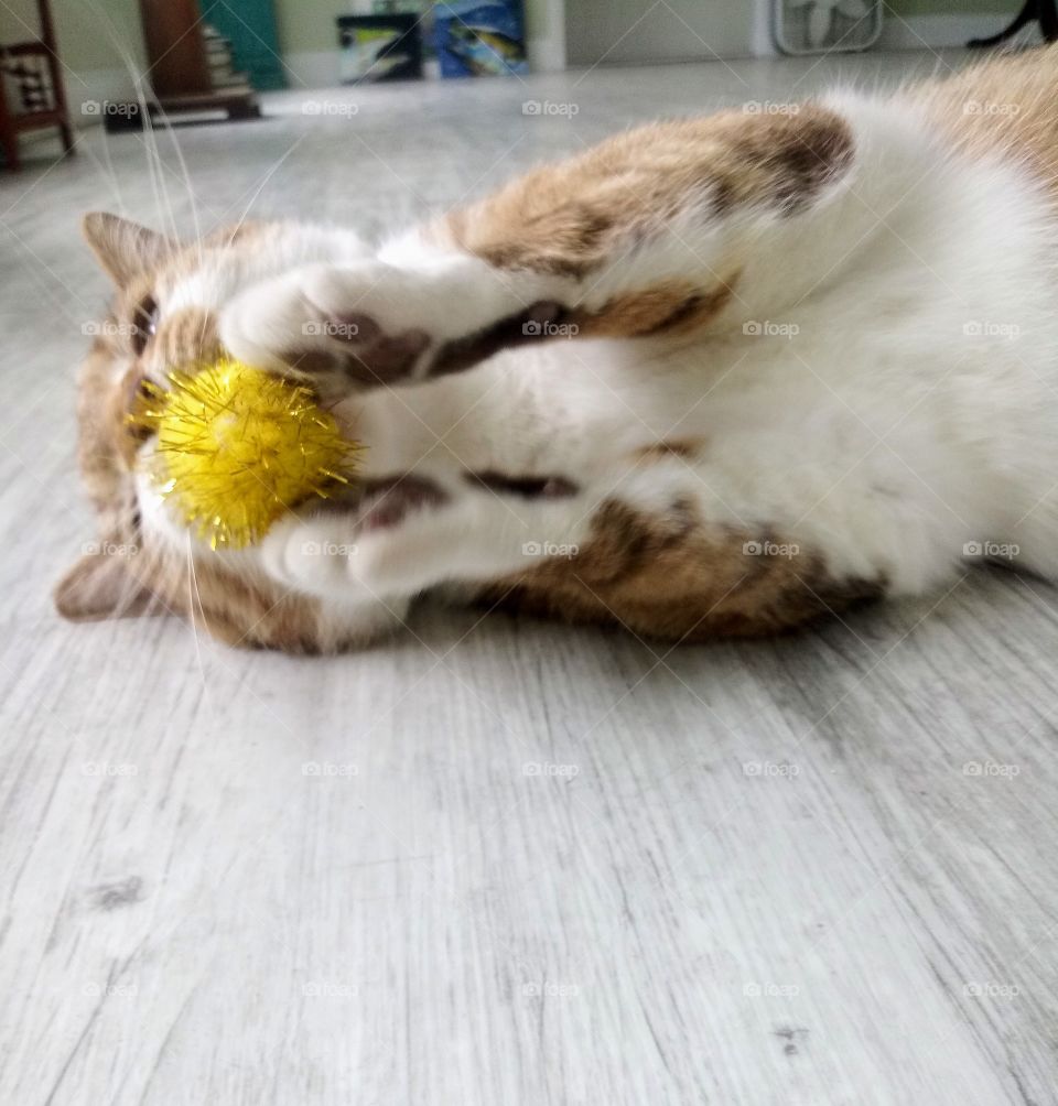 cat playing with ball
