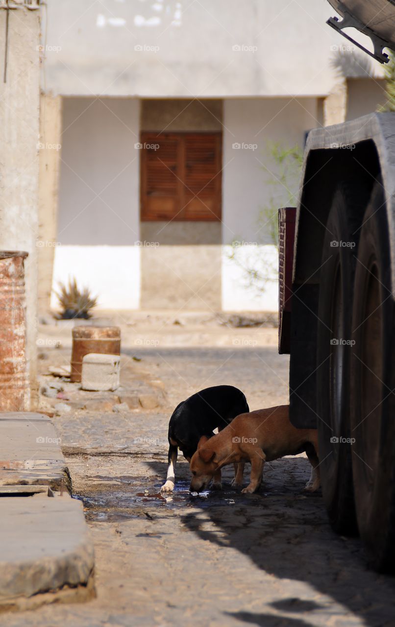 Street dogs in Cape Verde