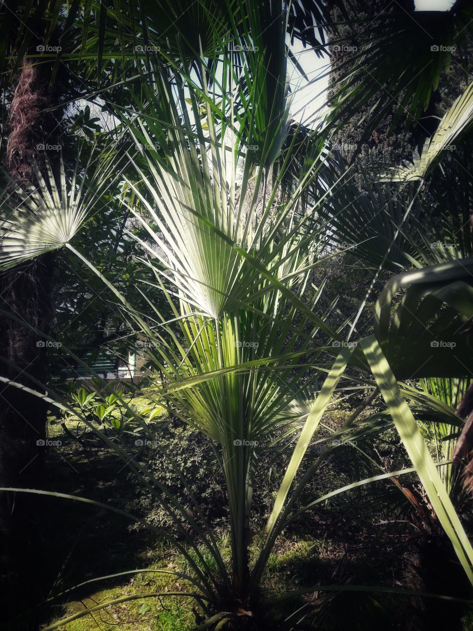 Tropical, Palm, No Person, Summer, Nature