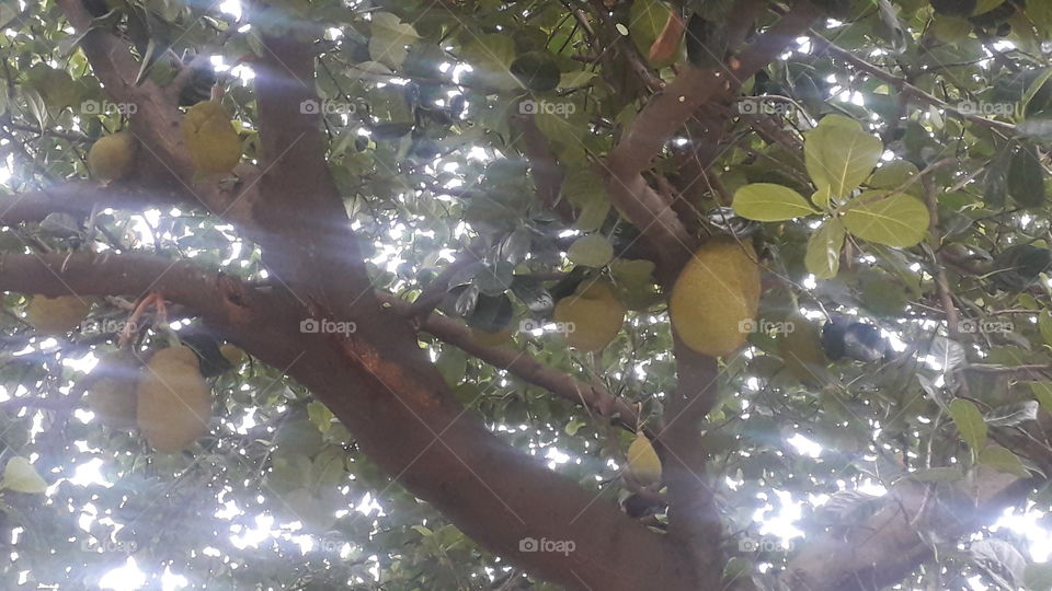 Jackfruit tree