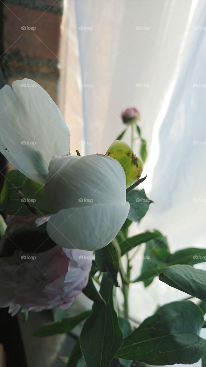 Peony closed bud
