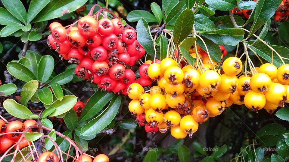 red and yellow berries on a bush