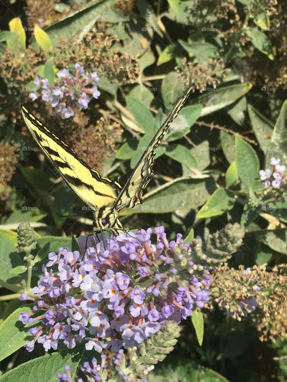 Butterfly bush 