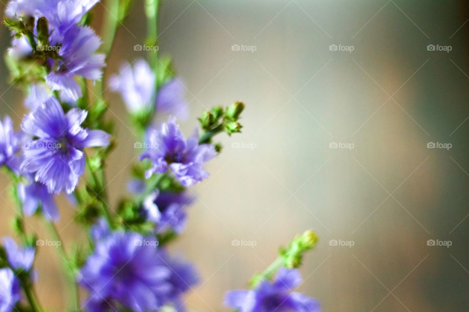 Isolated view of purplish-blue wildflowers, chicory, in natural light with copy space