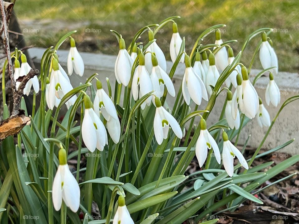 Flowers