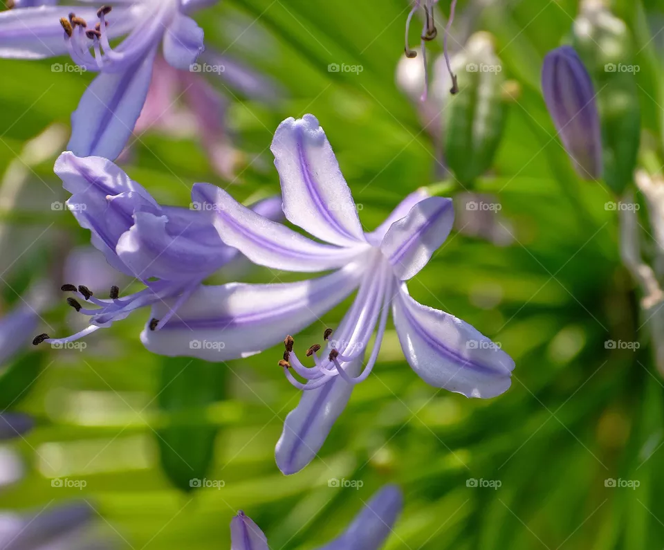 purple flowers